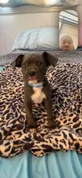 Ashley, a female American Bully for sale in Cleveland Heights, OH – 2 of 3