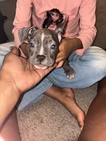 Spot , a male American Bully for sale in Cleveland Heights, OH – 5 of 7