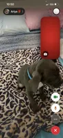 Ashley, a female American Bully for sale in Cleveland Heights, OH – 3 of 3