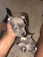 Spot , a male American Bully for sale in Cleveland Heights, OH – 2 of 7