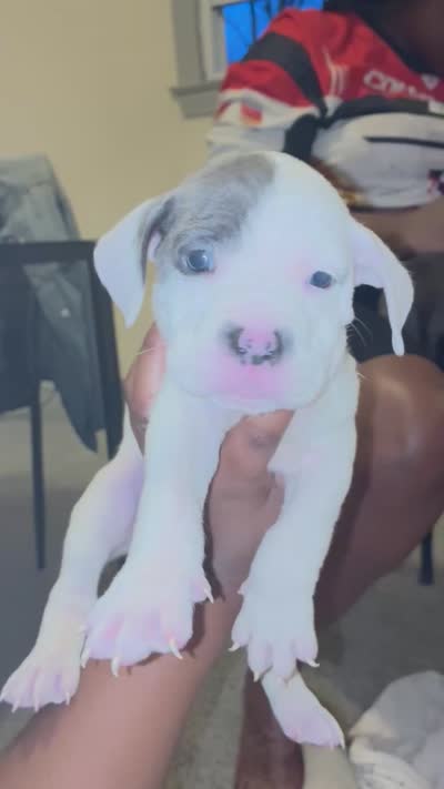 Spot , a male American Bully for sale in Cleveland Heights, OH – 7 of 7