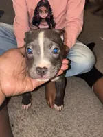 Spot , a male American Bully for sale in Cleveland Heights, OH – 3 of 7