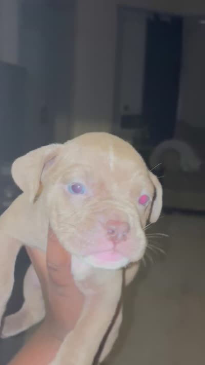 Sage, a female American Bully for sale in Cleveland Heights, OH – 4 of 5
