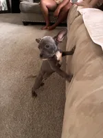 Rocky, a male American Bully for sale in Cleveland Heights, OH – 3 of 4