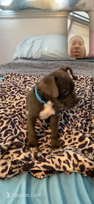 Ashley – American Bully puppy for sale in Cleveland Heights, OH