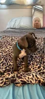 Ashley, a female American Bully for sale in Cleveland Heights, OH – 1 of 3