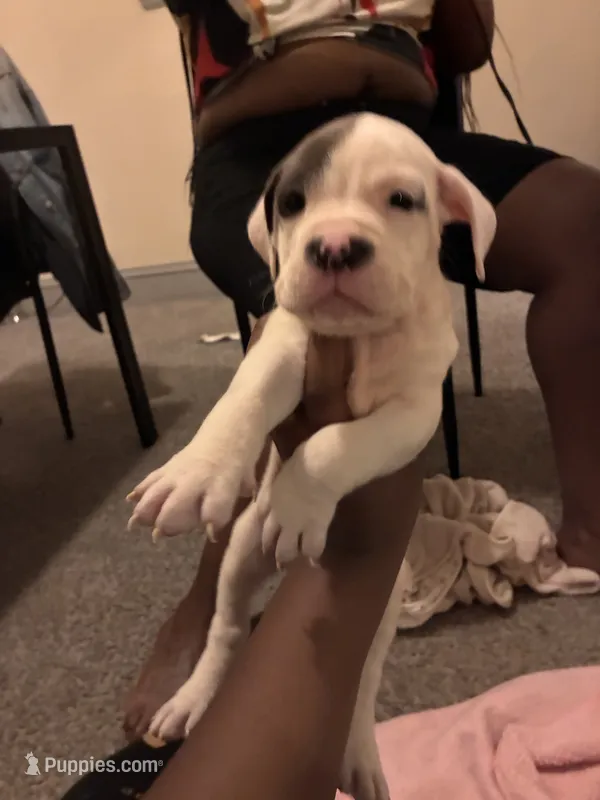 Spot  – American Bully puppy for sale in Cleveland Heights, OH