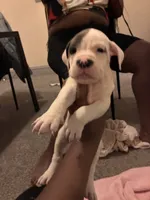 Spot , a male American Bully for sale in Cleveland Heights, OH – 1 of 7