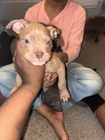 Spot , a male American Bully for sale in Cleveland Heights, OH – 4 of 7