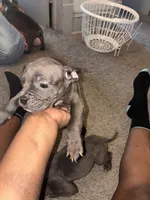 Spot , a male American Bully for sale in Cleveland Heights, OH – 6 of 7