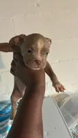 Sage, a female American Bully for sale in Cleveland Heights, OH – 1 of 5