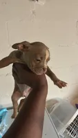 Sage, a female American Bully for sale in Cleveland Heights, OH – 2 of 5