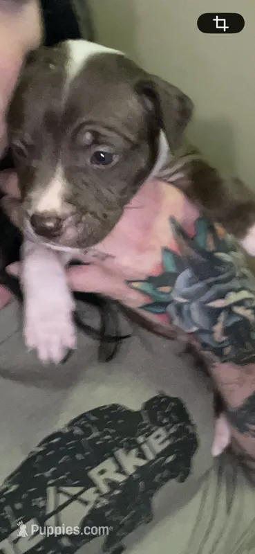 Sissy  – American Pit Bull Terrier puppy for sale in Leslie, AR