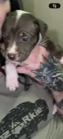 Sissy , a female American Pit Bull Terrier for sale in Leslie, AR – 1 of 1