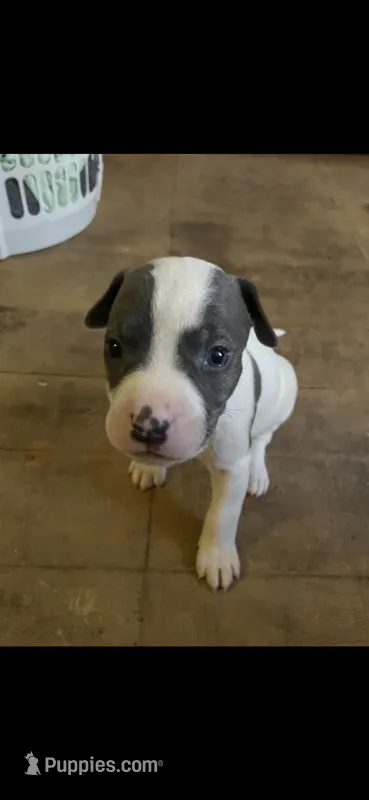 Solo  – American Pit Bull Terrier puppy for sale in Leslie, AR