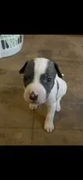 Solo , a male American Pit Bull Terrier for sale in Leslie, AR – 1 of 1