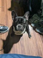 Callie, a female French Bulldog for sale in Fruitland Park, FL – Photo 6 of 6