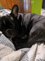 Callie, a female French Bulldog for sale in Fruitland Park, FL – Photo 5 of 6