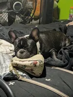 Callie, a female French Bulldog for sale in Fruitland Park, FL – Photo 3 of 6