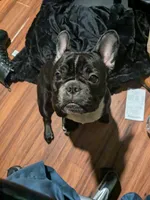 Callie, a female French Bulldog for sale in Fruitland Park, FL – Photo 1 of 6