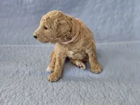 Brownie, a male Aussiedoodle for sale in Kasson, MN – 2 of 2