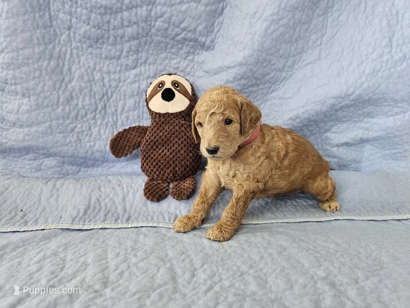 Brownie – Aussiedoodle puppy for sale in Kasson, MN