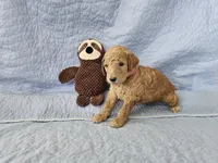 Brownie, a male Aussiedoodle for sale in Kasson, MN – 1 of 2