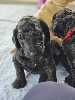 Licorice, a male Aussiedoodle for sale in Kasson, MN – 2 of 2