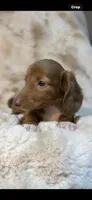 AKC Sweet Issabella, a female Miniature Dachshund for sale in Baldwin, FL – 5 of 6