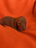 AKC Rudy, a male Miniature Dachshund for sale in Baldwin, FL – 2 of 3