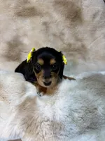 Little socks, a female Miniature Dachshund for sale in Baldwin, FL – 2 of 5
