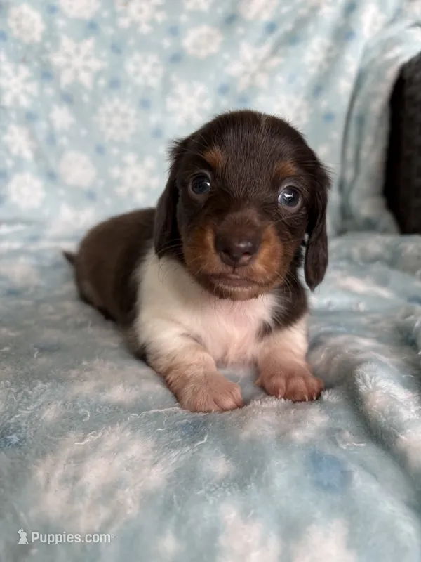 AKC Anna – Miniature Dachshund puppy for sale in Baldwin, FL