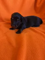 AKC Black Beauty, a female Miniature Dachshund for sale in Baldwin, FL – 2 of 3
