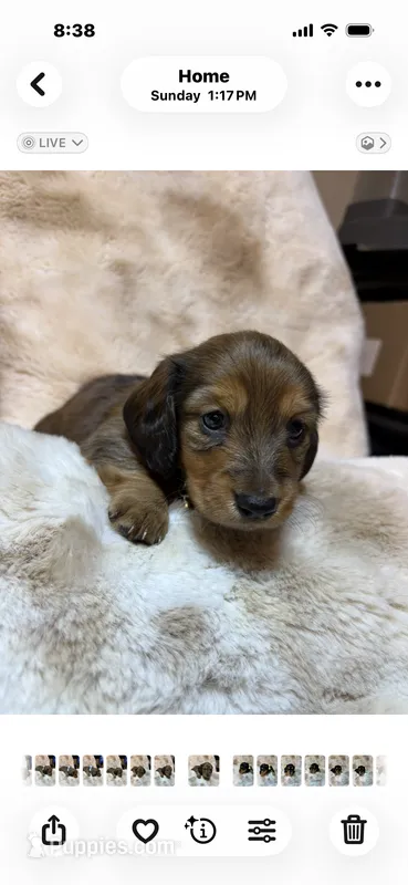 Shaded Cream – Miniature Dachshund puppy for sale in Baldwin, FL
