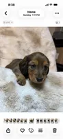 Shaded Cream, a male Miniature Dachshund for sale in Baldwin, FL – 1 of 2