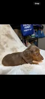 AKC Dapple Boy, a male Miniature Dachshund for sale in Baldwin, FL – 7 of 7
