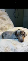AKC Mr Blue, a male Miniature Dachshund for sale in Baldwin, FL – 3 of 3