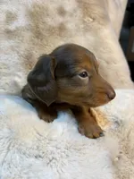 Dapple Boy, a male Miniature Dachshund for sale in Baldwin, FL – 2 of 5