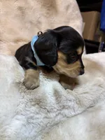 Manly, a male Miniature Dachshund for sale in Baldwin, FL – 1 of 5