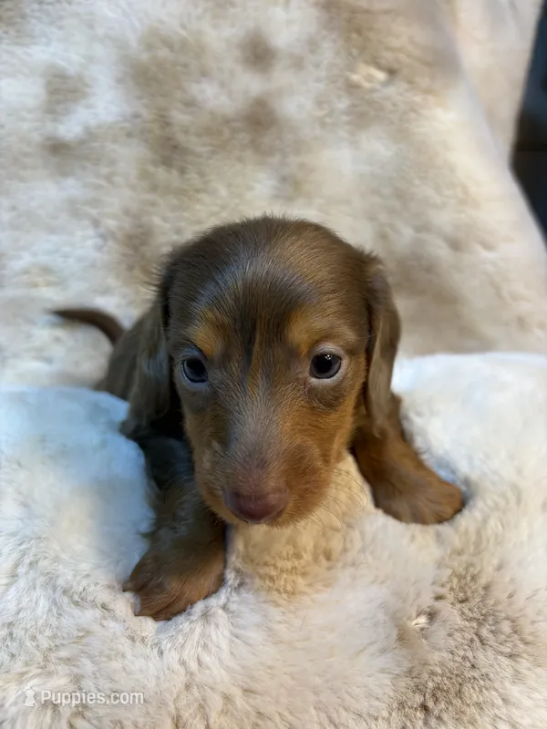 Dapple Boy – Miniature Dachshund puppy for sale in Baldwin, FL