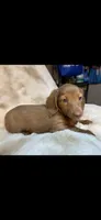 Izzy, a female Miniature Dachshund for sale in Baldwin, FL – 3 of 3