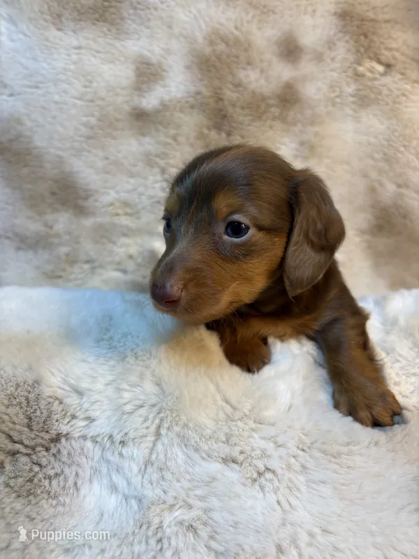 Dapple Boy – Miniature Dachshund puppy for sale in Baldwin, FL