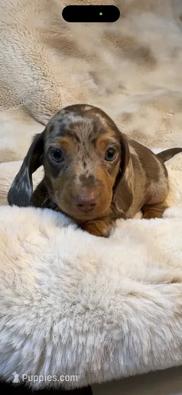 AKC Candy Man – Miniature Dachshund puppy for sale in Baldwin, FL