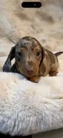 AKC Candy Man, a male Miniature Dachshund for sale in Baldwin, FL – 1 of 3
