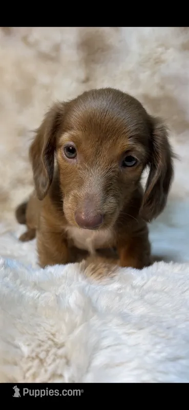 Sweet Issabella – Miniature Dachshund puppy for sale in Baldwin, FL