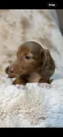 AKC Sweet Issabella, a female Miniature Dachshund for sale in Baldwin, FL – 2 of 6