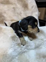 Manly, a male Miniature Dachshund for sale in Baldwin, FL – 4 of 5