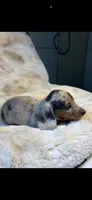 AKC Mr Blue, a male Miniature Dachshund for sale in Baldwin, FL – 2 of 3