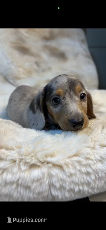AKC Mr Blue – Miniature Dachshund puppy for sale in Baldwin, FL