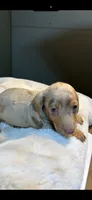 AKC Little Shyler, a male Miniature Dachshund for sale in Baldwin, FL – 2 of 6